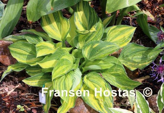 Hosta Free Jazz